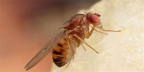 Where Do Fruit Flies Come From? - Plunkett's Pest Control