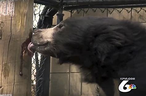 Sloth bear cub leaving Idaho zoo for species survival effort | The ...