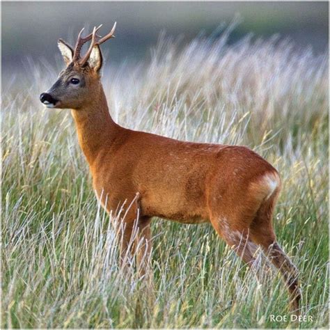 Roe Deer or Roe buck greeting card with sound. Plays real barking noise ...