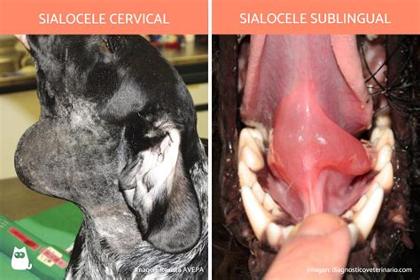 Sialocele o mucocele en perros - TRATAMIENTO, causas y cirugía