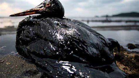 The Effects Of Oil Spills On Birds | Bird Spot