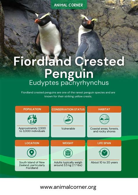 Fiordland Crested Penguin - Facts, Diet & Habitat Information