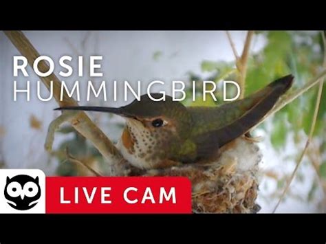 Rosie – Hummingbird Nest Cam – Live from La Verne, CA | Natural History Nature Documentary