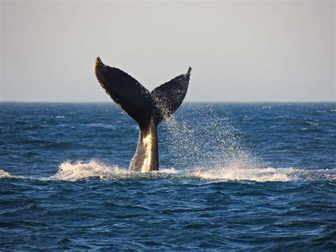 Augusta Whale Watching Tour | Western Australia | $85 adult | $50 Child