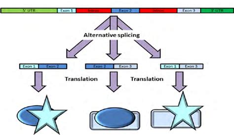 mRNA alternative splicing phenomena results in several transcripts from... | Download Scientific ...