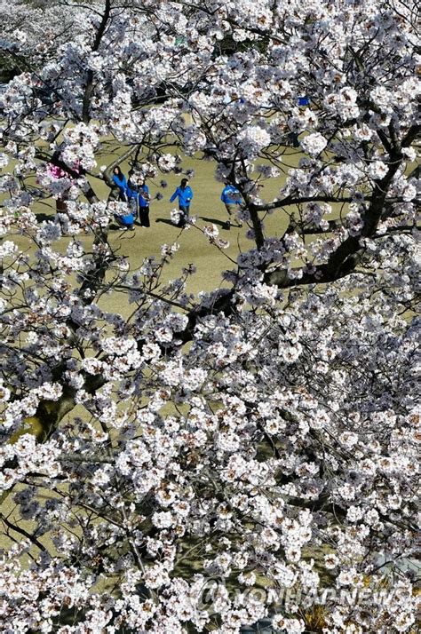 Cherry blossoms on Jeju Island | Yonhap News Agency