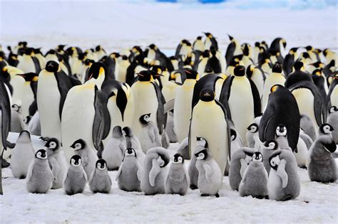 Satellite Images Discover a New Emperor Penguin Colony in Antarctica ...