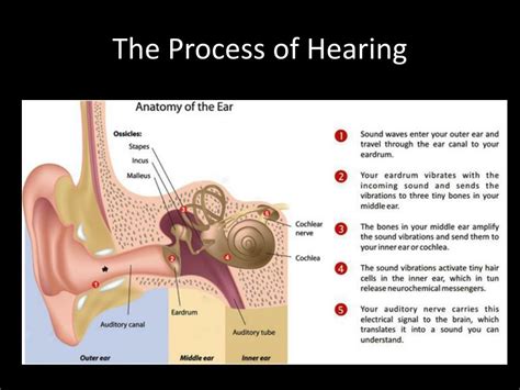 PPT - The Ear Parts, Functions and Hearing Process PowerPoint Presentation - ID:2242895