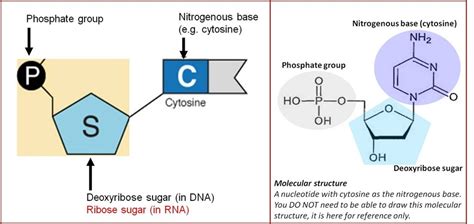 DNA structure