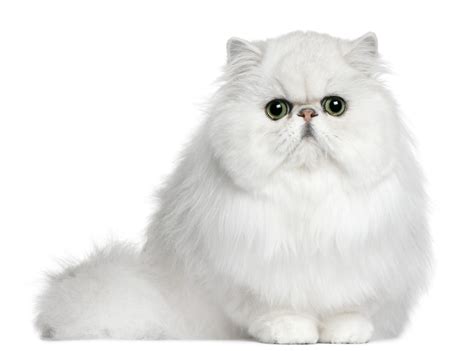 Persian Cat Care Guide & Information » Petsoid