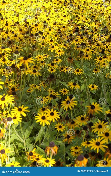 Sunflowers in bed stock image. Image of sunflowers, clip - 59829293