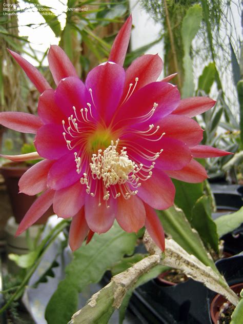 PlantFiles Pictures: Hybrid Epiphyllum, Orchid Cactus, Epicactus 'Feuerzauber' (Epiphyllum) by ...