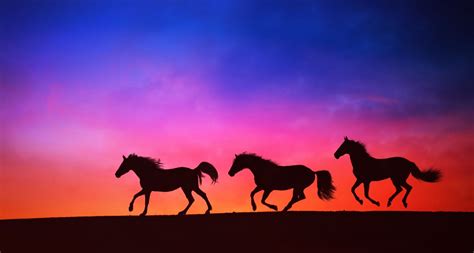 Horses Herd Sunset Free Stock Photo - Public Domain Pictures