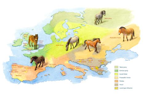 Wild horses | Rewilding Europe