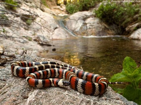 Interesting facts about kingsnakes | Just Fun Facts