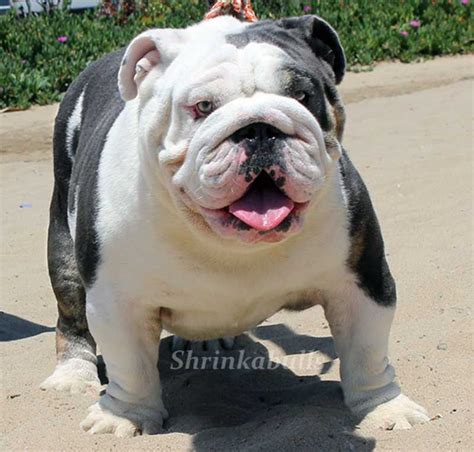 Are There Any Black And White English Bulldog