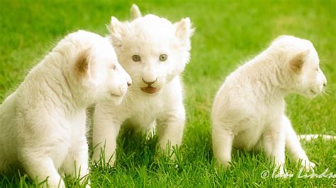 White Lion Cubs Wallpapers - Top Free White Lion Cubs Backgrounds ...