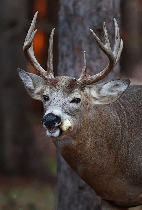 Deer eating corn stock photo. Image of animal, horns - 57816686