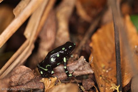 Wild Green and Black Poison Dart Frog (Dendrobates auratus) [panama_0802]