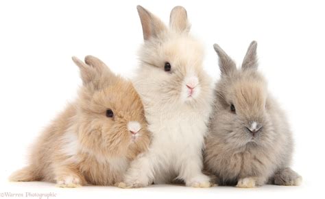 Three cute baby Lionhead bunnies in a row photo WP40220