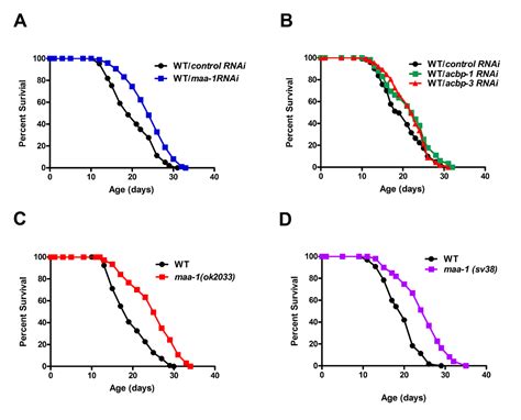 HIF-1–dependent regulation of lifespan in Caenorhabditis elegans by the ...