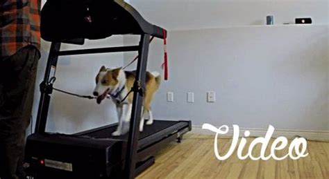 How to: Training your dog on the treadmill