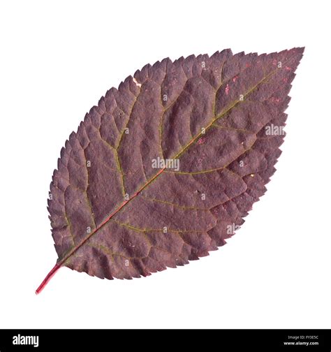 Upper surface of a leaf in autumn, isolated Stock Photo - Alamy