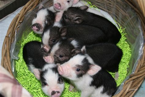 MySQLdb 3,504×2,336 pixels | Miniature pigs, Mini potbelly pigs, Miniature animals