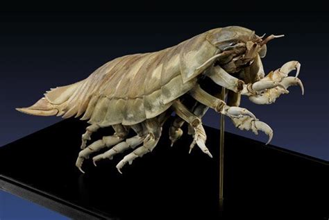 GIANT ISOPOD TRILOMORPH - "LIVING FOSSIL" : Lot 197