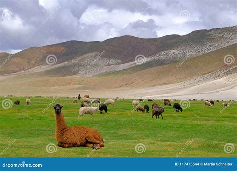 Lamas and Sheeps on Beautiful Altiplano Landscape, Uyuni, Bolivia Stock Photo - Image of bolivia ...