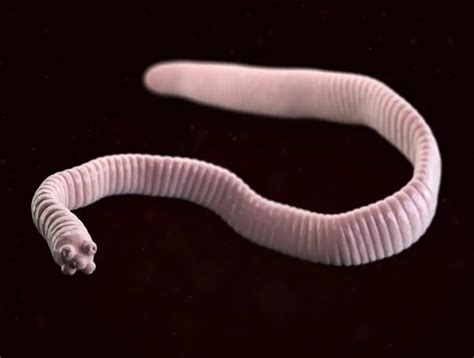 Dwarf tapeworm: life cycle, analysis, symptoms, treatment | Diseases ...