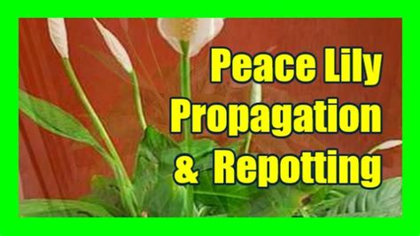 How To Divide Peace Lily Plant: Peace Lily Propagation, Repotting, Dividing, Splitting