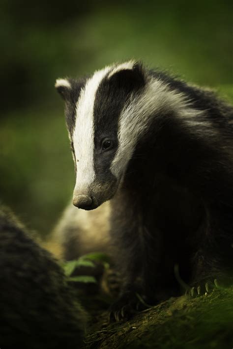 Winners of the 2018 British Wildlife Photography Awards