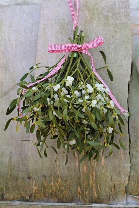 Mistletoe | Plant, Poison, Major Species, & Christmas | Britannica