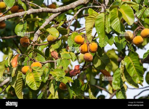 Santol (Sandoricum koetjape) ripe fruit on tree, Palawan, Philippines, June Stock Photo - Alamy