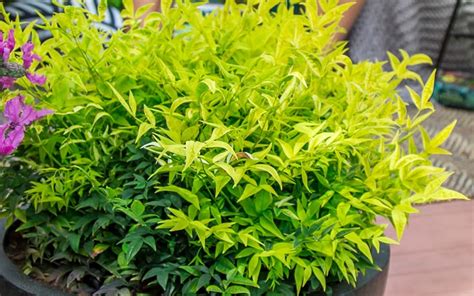 Nandina 'Lemon Lime' - Google Search | Lemon lime nandina, Nandina plant, Plants