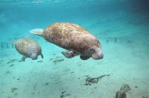 Dugong vs Manatee: Underwater Giants of the Sea