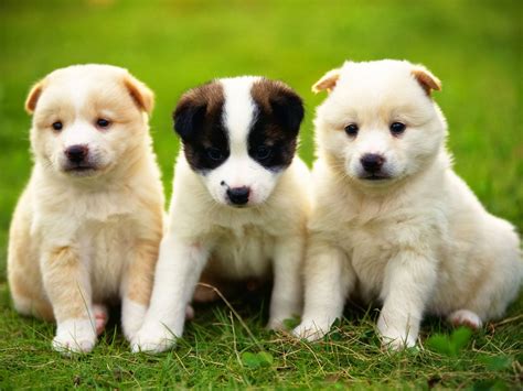 Imagenes de Perritos: Tres perritos distraidos