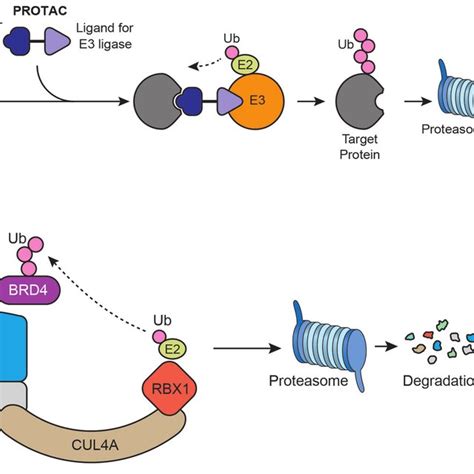 PROTAC as an anti-cancer strategy. (A) PROTACs are bifunctional... | Download Scientific Diagram