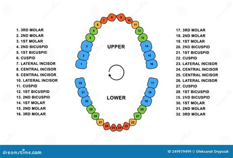 Adult Human Teeth Dentition Anatomy. Adult Upper and Lower Jaw Parts ...