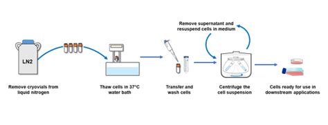 PBMC Thawing Protocol: How to Optimize Cell Recovery | Cytologics