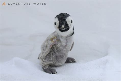 Emperor Penguin Chick Hatching