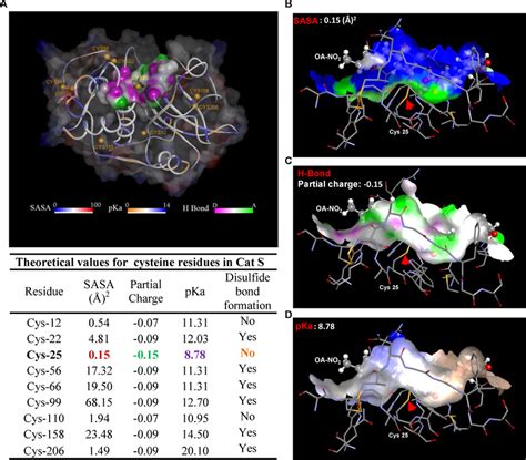 In silico modeling shows Cat S Cys25 is the preferred target for NFA... | Download Scientific ...