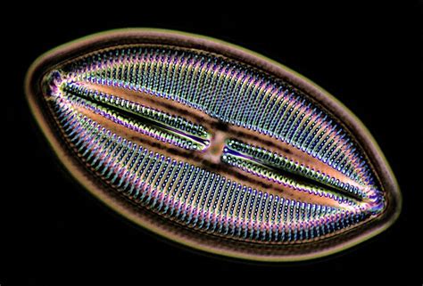 Ocean Acidification Could Decline Diatoms, World's Vital Oxygen Suppliers