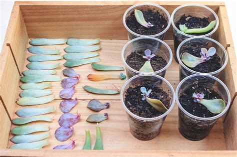 How to Grow Succulents from Leaves and Stem Cuttings