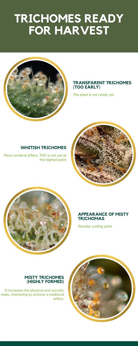 Blog - Trichomes ready for harvest