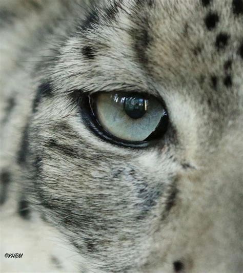 Snow Leopard Eye by Mararda on DeviantArt