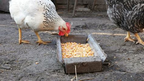 Can Chickens Eat Corn