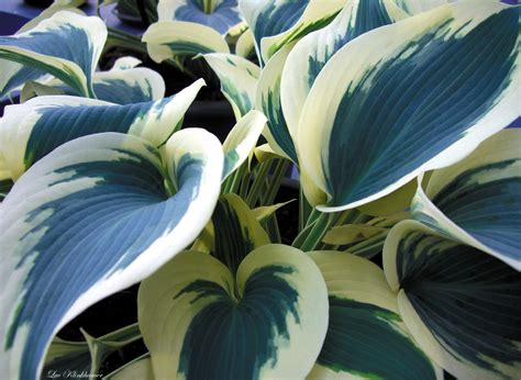 Blue Ivory Hosta – Hostas-Store