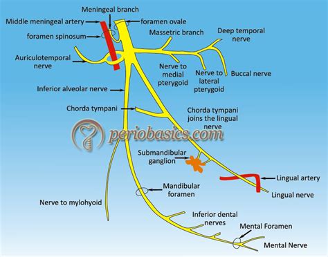 Branches Of Trigeminal Nerve